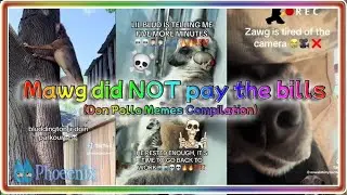 Mawg did NOT pay the bills 😭😭 || (Don Pollo Memes Compilation) || #memes