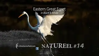NATUREEL #14: Eastern Great Egret in Black & White