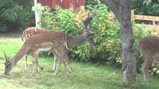 More Deer