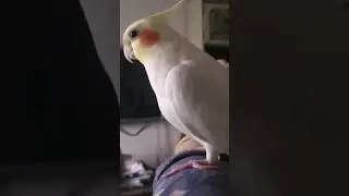 Говорящий попугай из Простоквашино!)