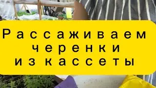#петуния #вегетативнаяпетуния #черенки  рассада из кассеты , пересадка.