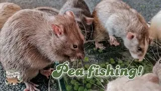 Just Rats: PEAFISHING 🫛✨️