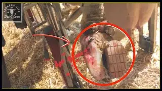 POOR COW TREMBLING in PAIN ....ANOTHER DAY of HOOF TRIMMING!