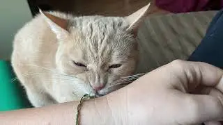 Cat remorselessly eats human's bracelet.