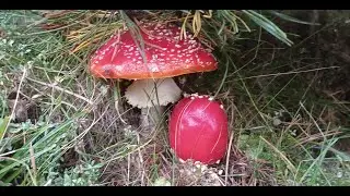 3 Boletus edulis Lactarius Queiticolor Septiembre 2024