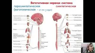 Подростковый возраст   испытание для нервной системы детей и родителей Яковлева ИВ