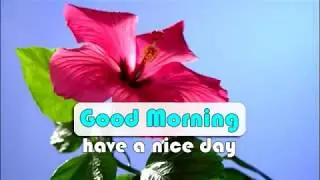 red and white flowers blooming good morning wishes mms for whatsapp