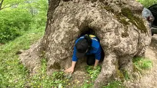Treasures Found Under 2-Century-Old Trees Are Unbelievable!!!
