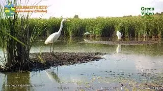 Observing animals at a small drying forest lake. Green Video. Encyclopedia of Wildlife Project