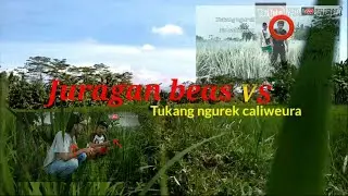 Juragan beas VS Tukang Ngurek Caliweura komedi sang PETUALANG