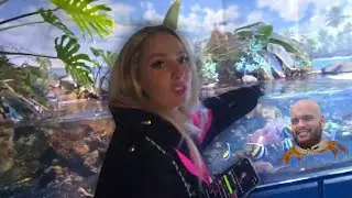 Chaos at the ZOO