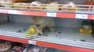 Кот ест в магазине