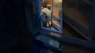 We Got Refuse Entry By A Ram!