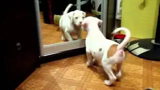 Tai with mirror
