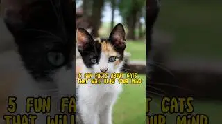 5 Fun Facts About Cats That Will Blow Your Mind #shorts