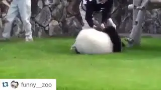 милая панда тупые дяди