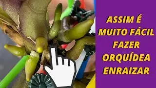 Como cultivar orquídea em vidro e ter raízes e haste flora em 30 dias | JD Orquídeas