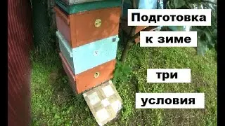 Три условия подготовки пчёл в зиму
