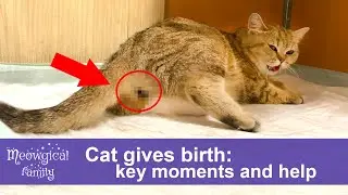 Cat gives birth to the tiniest kitten - process and comments