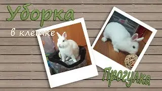 УБИРАЕМ в клетке у кролика. ПРОГУЛКА и НОВЫЕ ИГРУШКИ