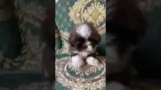 CUTIE SHITZU DOG 