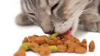 Рейтинг кошек_Просящая кошка