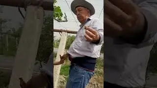 пайванди ангур