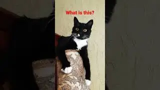 Что это?  Шок!!  🤔🤔🤔 котенок упал. Смешные коты.
