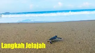 Penyu Sukamade || Perjalanan Ajaib, Harmoni Alam Merubetiri part #3