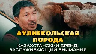 Обзор республиканской палаты аулиекольской породы