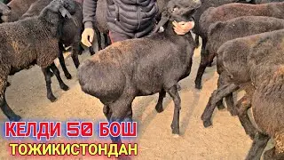 ТОЖИКИСТОНДАН 50 БОШ КУЗИЛАР КЕЛДИ ☎️+998337334343☎️
