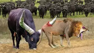 Shocking Moments Lions! God Gave Strength To Buffalo Herd Flick Lion Into Air To Rescue His Teammate