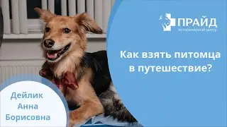 Как взять питомца в путешествие