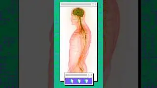 The Cerebral Cortex 