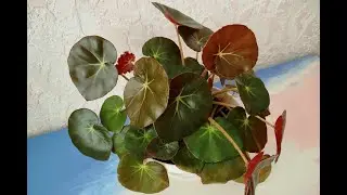 Бегония эритрофилла (Begonia erythrophylla). Обзор