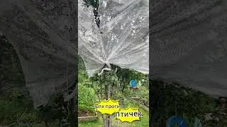 Вот такая я жадина! "Отжимаю" иргу у птиц... вернее, пытаюсь...