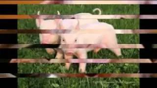 Pig Perfect