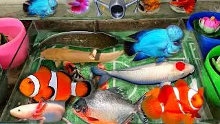 Video bắt con cá trong quả trứng khổng lồ, cá chim, cá koi, cá nemo, rùa