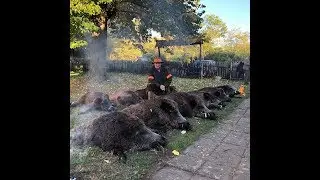 Blaser R8 In Action on Driven Wild Boar in Serbia 100 Boar 10 / 11 Guns