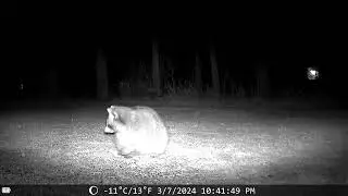 raccoon and rabbit