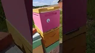 16 июня 2023 делаем отводки и ставим пчелоудалители. 