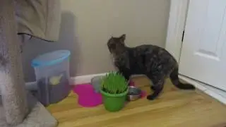 Freya's first experience with cat grass