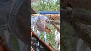 Белка залезла в бутылку🌱