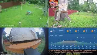 23/6/15 Suburban Back Yard Bee Hive Security Feed & More- Indianapolis, IN