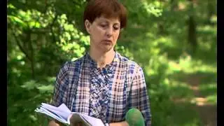Дзвонкевичі