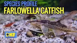SPECIES PROFILE: FARLOWELLA CATFISH