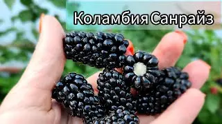 Коламбия Санрайз, ранний сорт ежевики