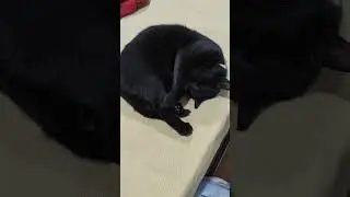 Кошка Анфиска Мило Спит