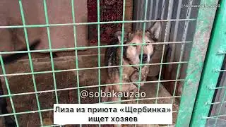 Лиза ждёт хозяина в приюте 6 лет... приют «Щербинка» проект помощи 