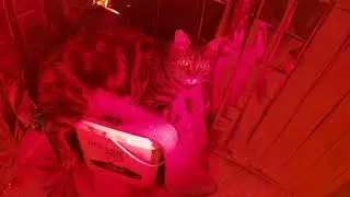 DIY INFRARED SAUNA